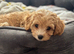 Beautiful F1 Cavapoochon Puppies &ndash; Ready for Their Forever Homes