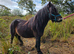 Registered  licence  shetland  stallion