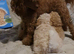 Toy Poodle puppies ready now (both parents KC)