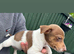 Jack Russell puppies