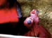Breeding pair Galah cockatoos