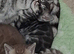 Stunning Charcoal Bengal kittrns