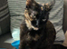 Sweet tortie