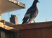 Various pigeons for sale