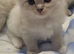 GCCF blue and lilac point and mitted ragdoll boys