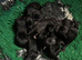 pure patterdale puppies