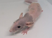 Stunning rat pups