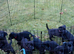 Lab x pups 6 boys & 2 girls