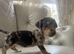 Adorable dachshund puppies