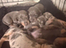 Dashhound puppies