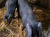 Pedigree large black gilts