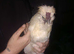 1 year old silkie cockeral