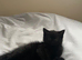 One black female kitten