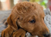 4 Gorgeous Labradoodle Girls Ready to Go!