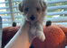 Toy maltiopoo