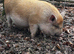 2 male kunekune pigs (brothers)