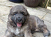 KC reg Isabella sable pups