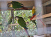 Green cheek conures