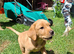 READY TO GO! Labrador KC Reg Puppies.