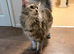 Sweet Laila looking for her forever home