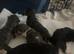 4 kittens