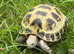 Female horsefield tortoise and set up