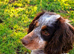 Male cocker spaniel loki