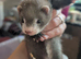 Beautiful, Well-Handled Ferret Kits Looking for Loving Homes!