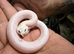 2026 leucistic hognose
