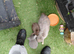 Vaccinated xx Tiny mini lops