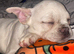 Girl puppy
