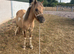 Shetland x gelding
