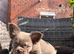 Kc registered lilac and tan fluffy French dog
