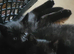 I have 1 black kitten male