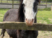 Welsh section a colt