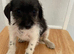 Stunning Jackapoo cross puppies