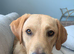 Golden Labrador RetrieverPuppy boy
