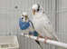 Male and female budgies for sale