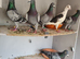 Raceing pigeon