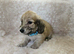 English cream long haired miniatures