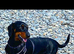 Doberman x dachshund