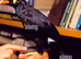 Looking for mynah bird
