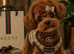 Prestige luxury Maltipoo Puppies