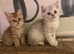 Full Pedigree Kittens
