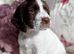 Gorgeous Sprocker Spaniel pups