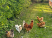 Silkie hens