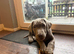 Puppy Rocco silver lab