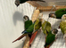 Conure