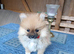 Pomeranian Puppies ready to go