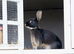 Beautiful rex bunny needing new home
